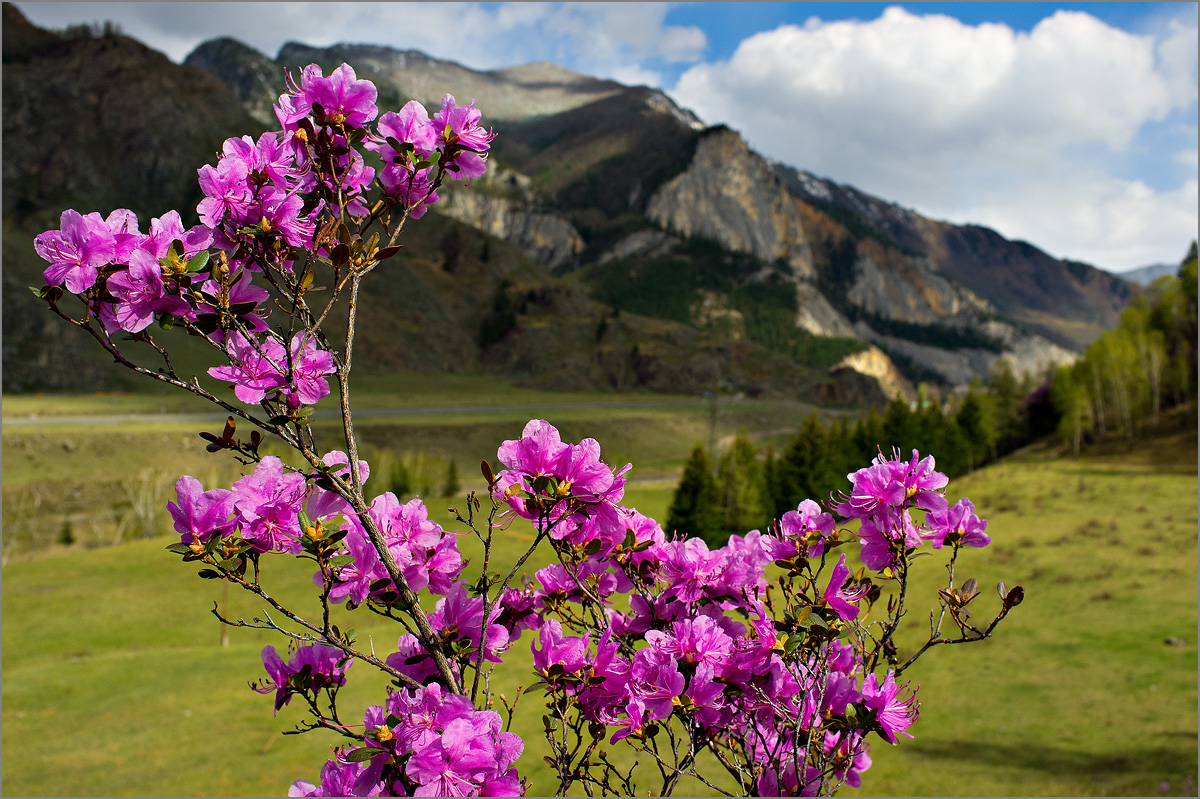 Цветущий Алтай, Алтай