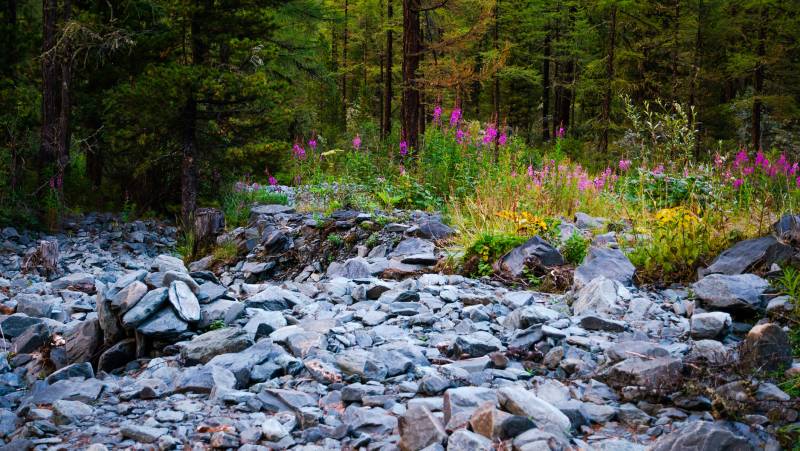 Не неведомых дорожках - Алтай Фото