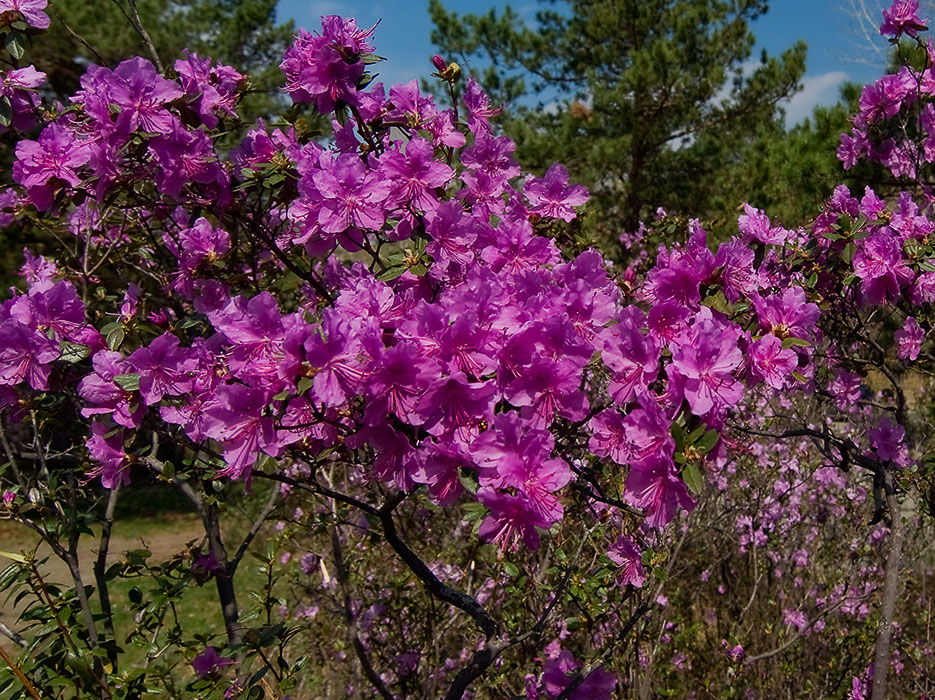 Багульник в цвету, Алтай