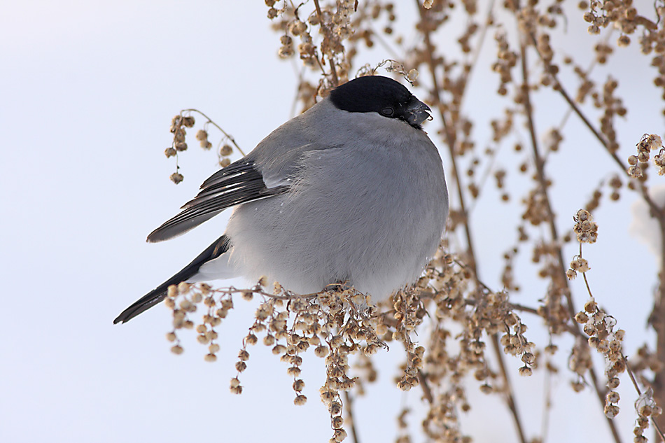 Снегирь Фото Птицы Самка